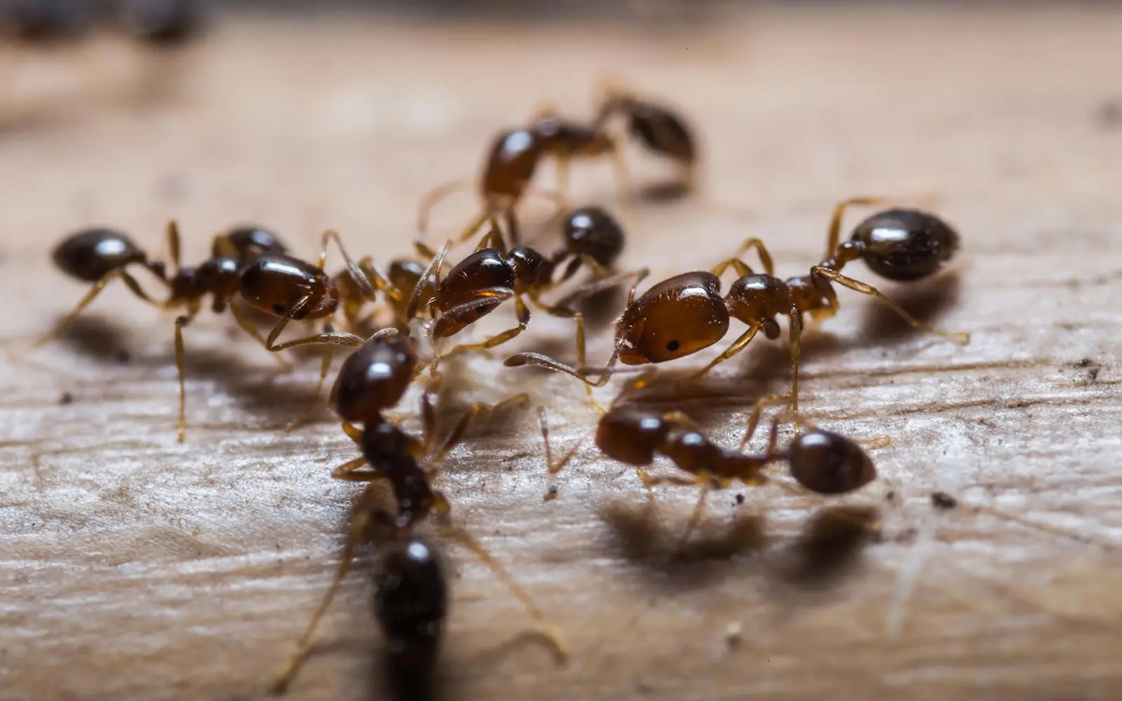 desinsectisation-fourmis