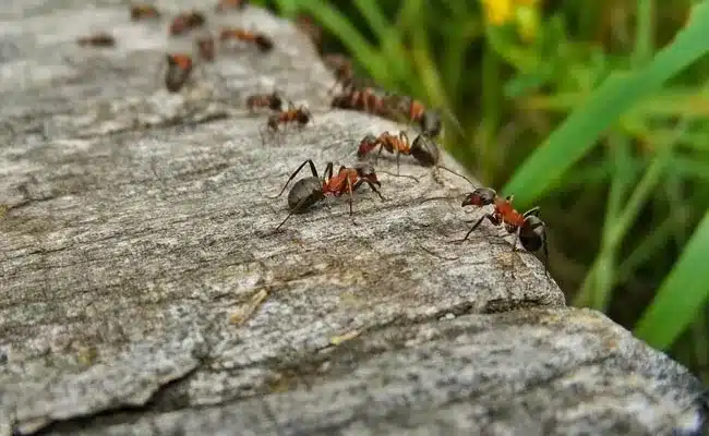 extermination-fourmis-rouge-noir-habitations-03