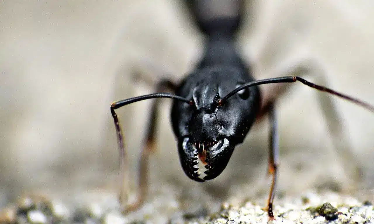 fourmis-attention